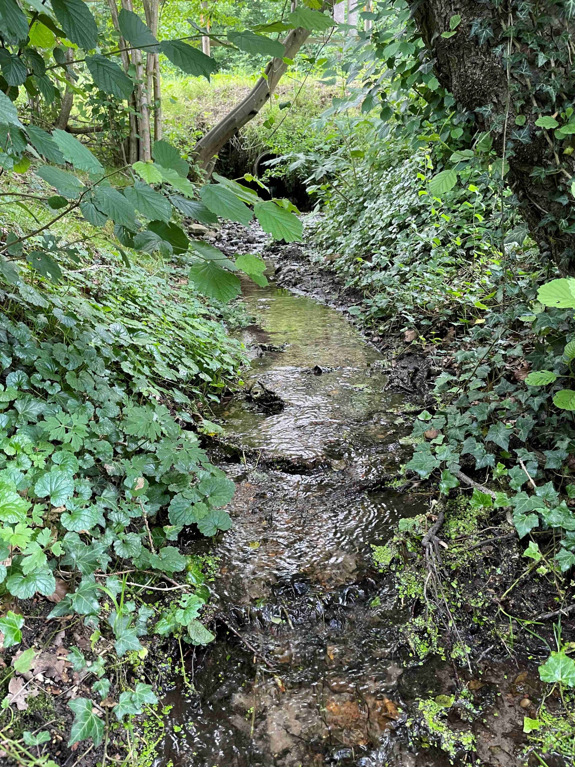 Bachlauf, Foto: Klaus Voigts
